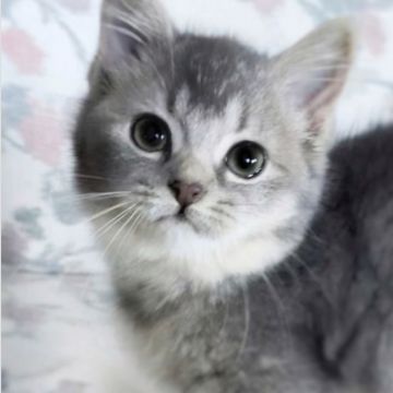 スコティッシュフォールド(立ち耳)【埼玉県・女の子・2020年9月15日・ブルータビー（短毛）】の写真「コロコロ姫」