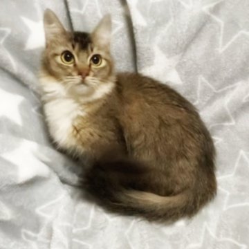 ミックス猫【埼玉県・男の子・2023年9月2日・ブラウンタビー&ホワイト（セミロング）】の写真「めちゃなつこい♥」