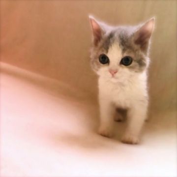スコティッシュフォールド(立ち耳)【埼玉県・男の子・2017年9月16日・ブルー&ホワイト（短毛）】の写真「天使顔♡」