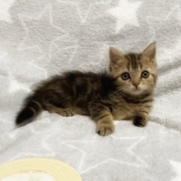 ミックス猫【埼玉県・男の子・2024年3月30日・ブラウンタビー（短毛）】の写真「めちゃなつきます💕」