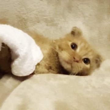 MIX猫【埼玉県・男の子・2022年12月19日・レッドタビー（短毛）】の写真「巻き毛♡折れ耳」