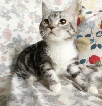 スコティッシュフォールド(立ち耳)【埼玉県・男の子・2020年11月11日・シルバータビー&ホワイト（短毛）】の写真「美しいクラシックタビー」