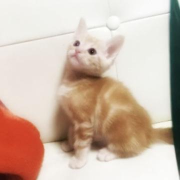 マンチカン【埼玉県・男の子・2022年8月13日・レッドタビー（短毛）】の写真「ロビくん♡」