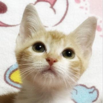 スコティッシュフォールド【埼玉県・男の子・2022年7月25日・レッドタビー&ホワイト（短毛）】の写真「元気ハツラツ甘えた系」