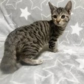 アメリカンカール