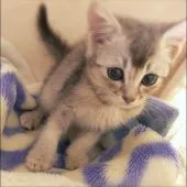 ソマリ【埼玉県・女の子・2017年5月3日・ブルー】の写真1「優しい顔です♡」