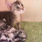 ソマリ【埼玉県・女の子・2017年3月17日・ルディ】の写真2「お目目パッチリ💕」