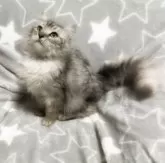 サイベリアン【埼玉県・男の子・2023年8月6日・シルバータビー】の写真2