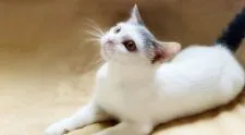 MIX猫【埼玉県・男の子・2021年1月22日・】の写真2