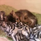 ソマリ【埼玉県・女の子・2017年3月17日・ルディ】の写真3「布で遊んでまーす🎶」