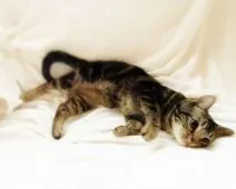 アメリカンショートヘア【埼玉県・男の子・2020年7月26日・】の写真3