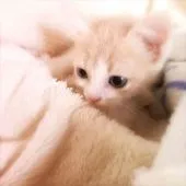 スコティッシュフォールド(立ち耳)【埼玉県・男の子・2017年12月16日・クリーム&ホワイト】の写真3「毛先に向かってオレンジ色がほんのり入っています。」