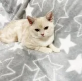 ミックス【埼玉県・女の子・2023年3月25日・レッドタビー】の写真4