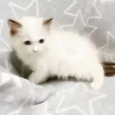 ラグドール【埼玉県・男の子・2024年6月24日・シールポイントバイカラー】の写真4