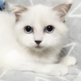 MIX猫【埼玉県・男の子・2023年6月1日・ブルーポイントバイカラー】の写真4