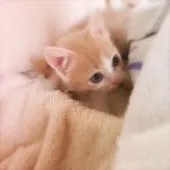 スコティッシュフォールド(立ち耳)【埼玉県・男の子・2017年12月16日・クリーム&ホワイト】の写真5「オコジョみたくて可愛いです♡」