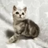 ミックス猫【埼玉県・女の子・2024年4月10日・】の写真5