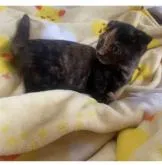 マンチカン(短足)【埼玉県・女の子・2022年11月14日・トーティ】の写真5