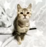 ミックス猫【埼玉県・女の子・2024年6月15日・ブラウンタビー】の写真5