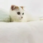 スコティッシュフォールド(立ち耳)【埼玉県・男の子・2019年5月22日・レッドタビー&ホワイト】の写真5