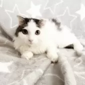 スコティッシュフォールド(立ち耳)【埼玉県・男の子・2025年5月31日・ブラウンタビー&ホワイト】の写真10