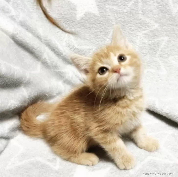 ID：2501-00031の子猫