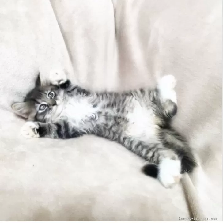 ID:2505-02350の子猫