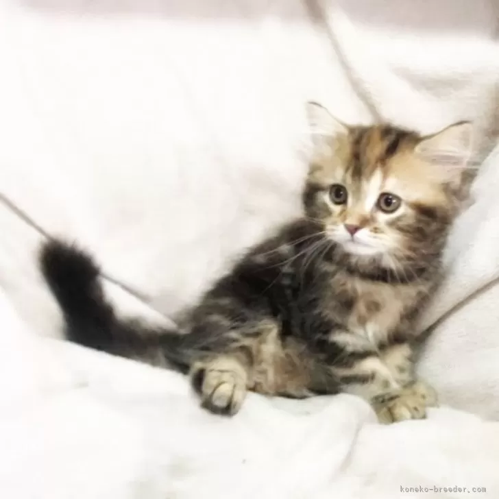 R.Y 様のお迎えした子猫