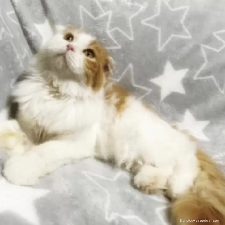 ID:2501-02486の子猫