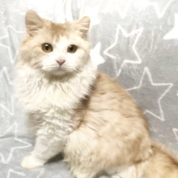 ミックス猫【埼玉県・男の子・2023年3月20日・クリーム&ホワイト（セミロング）】の写真「めちゃめちゃなつきます！！」