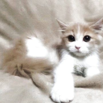 ミヌエット(長足)【埼玉県・女の子・2025年8月29日・クリームタビー&ホワイト（セミロング）】の写真「アイアイちゃん💕」