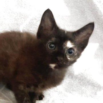 ミックス猫【埼玉県・女の子・2025年8月28日・トーティ（短毛）】の写真「ショコラちゃん💕」