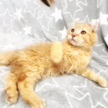 アメリカンカール【埼玉県・男の子・2025年7月9日・レッド（セミロング）】の写真「ロムくん💙」