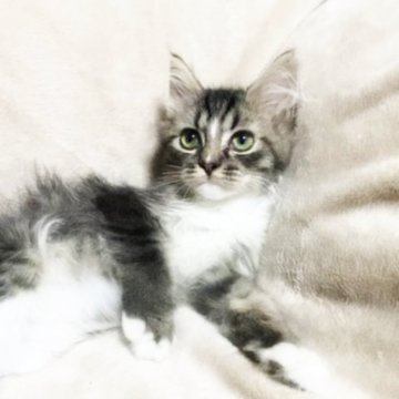 ミックス猫【埼玉県・男の子・2025年5月30日・ブラウンタビー&ホワイト（セミロング）】の写真「ティムちゃん💕」