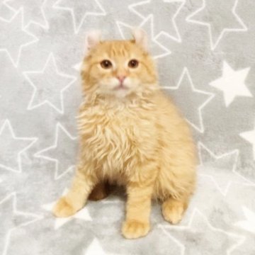 アメリカンカール【埼玉県・男の子・2025年7月9日・レッドタビー(セミロング)】の写真「カシューくん💕」