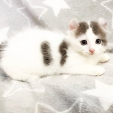 アメリカンカール【埼玉県・男の子・2025年8月28日・ブルー&ホワイト（セミロング）】の写真「アトムくん💕」