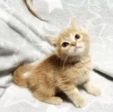 ミックス猫【埼玉県・男の子・2024年11月1日・レッドタビー】の写真1