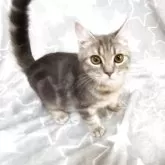 ミックス猫