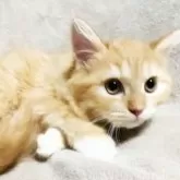 ミヌエット(長足)