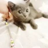 ブリティッシュショートヘア