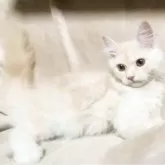 サイベリアン