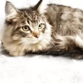 スコティッシュフォールド(立ち耳)