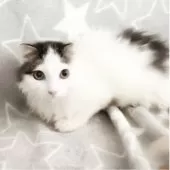 スコティッシュフォールド(立ち耳)【埼玉県・男の子・2025年5月31日・ブラウンタビー&ホワイト】の写真2