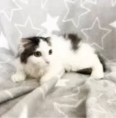 スコティッシュフォールド(立ち耳)【埼玉県・男の子・2025年5月31日・ブラウンタビー&ホワイト】の写真3