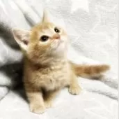 ミックス猫【埼玉県・男の子・2024年11月1日・レッドタビー】の写真4