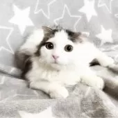 スコティッシュフォールド(立ち耳)【埼玉県・男の子・2025年5月31日・ブラウンタビー&ホワイト】の写真4