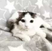 スコティッシュフォールド(立ち耳)【埼玉県・男の子・2025年5月31日・ブラウンタビー&ホワイト】の写真5