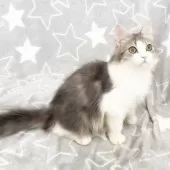 ミックス猫【埼玉県・男の子・2025年5月6日・ブルータビー&ホワイト】の写真5