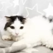 スコティッシュフォールド(立ち耳)【埼玉県・男の子・2025年5月31日・ブラウンタビー&ホワイト】の写真8