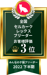 みんなの子猫ブリーダー セルカークレックス部門 2022年下半期